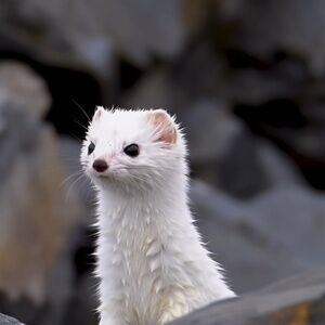 Meet your Posher, Casey